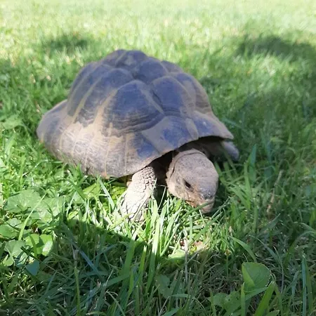 Villa Csilla Elegant House *