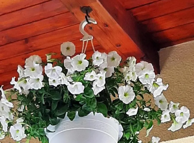 Csilla Elegant House