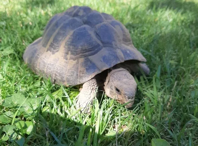 빌라 Csilla Elegant House *