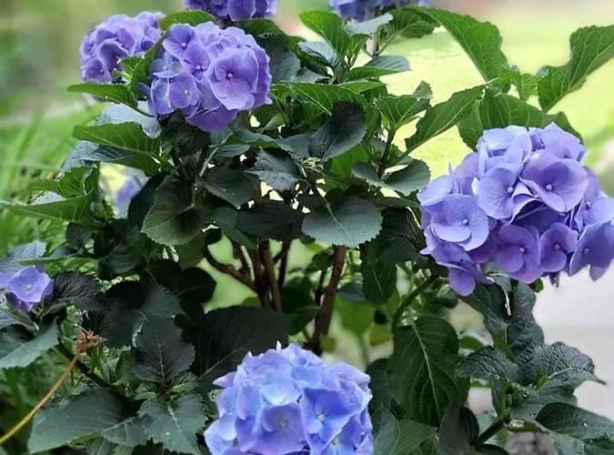 Csilla Elegant House * Erd